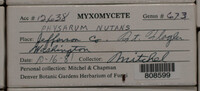 Physarum nutans image